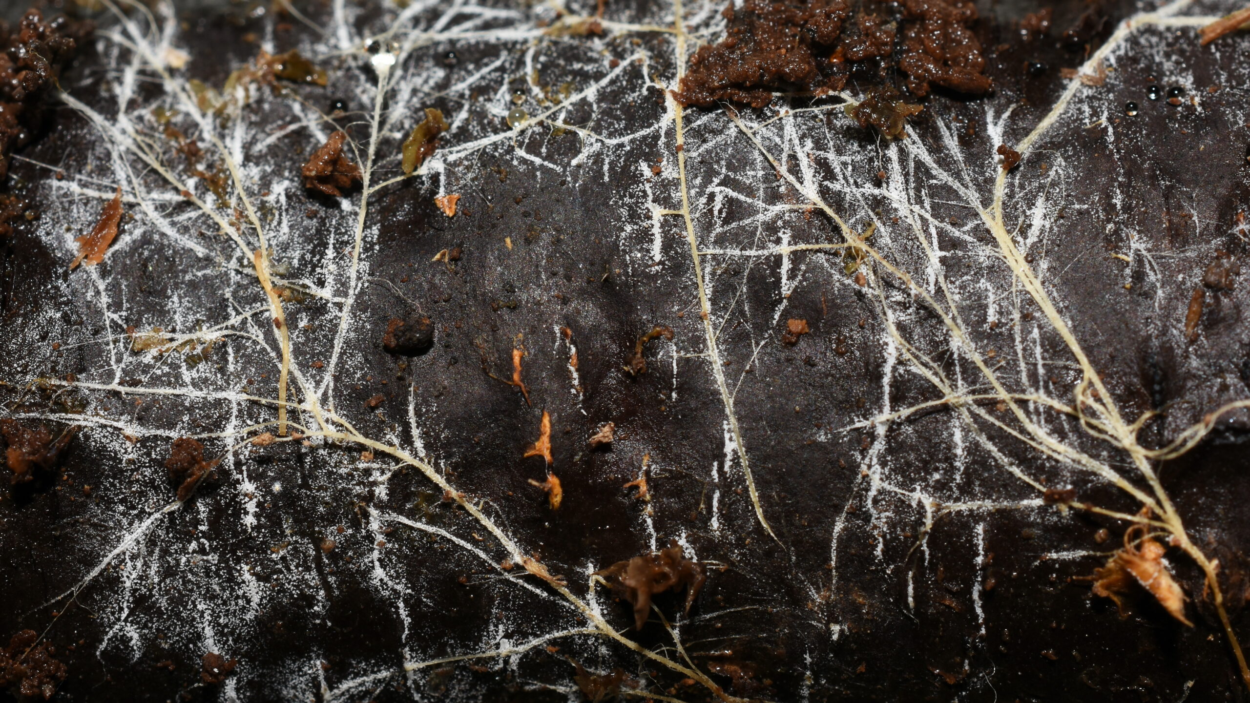 Reference image for: Threads of underground fungal networks are long enough to reach beyond the Solar System