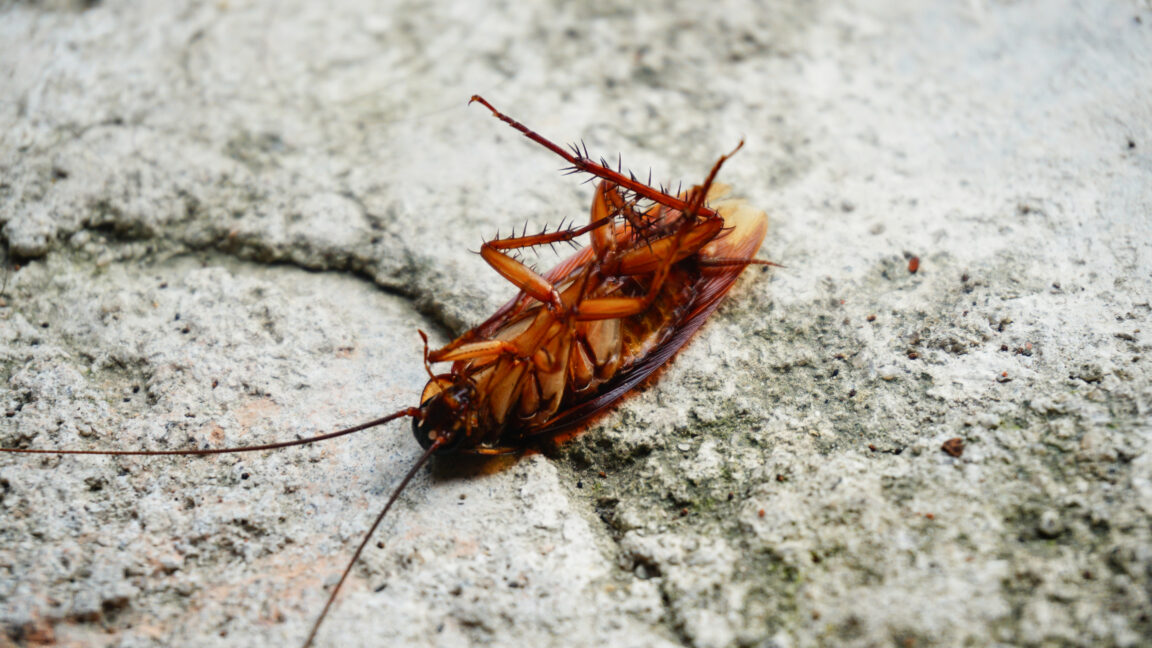 Reference image for: Cockroaches scurry around with thousands of pieces of bacterial genomes
