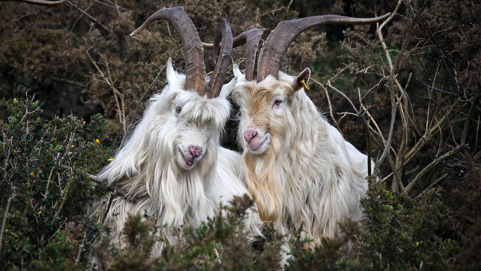 Reference image for: Age of Empires II’s goats used as AI building blocks to build a neural network