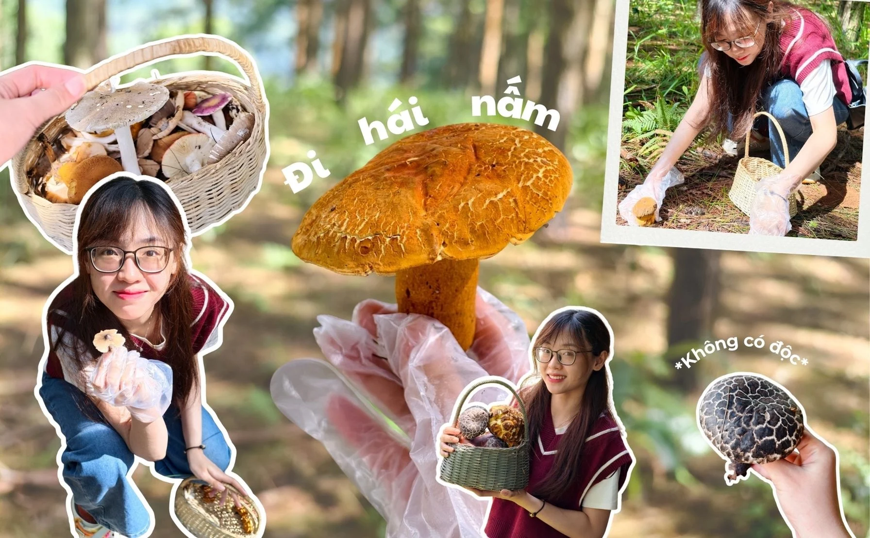 Ảnh tham khảo cho bài: Lần đầu đi hái nấm ở Đà Lạt: trải nghiệm vui, đáng đi nha